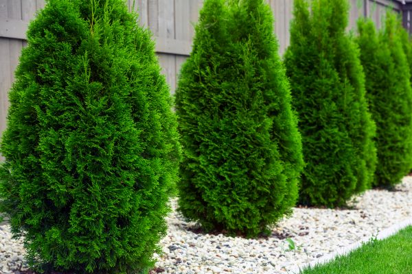 Arborvitae Planting in Parker