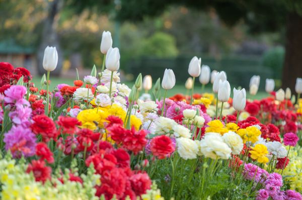 Gardening Service in Parker