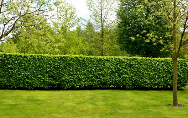 Hedge Planting in Parker