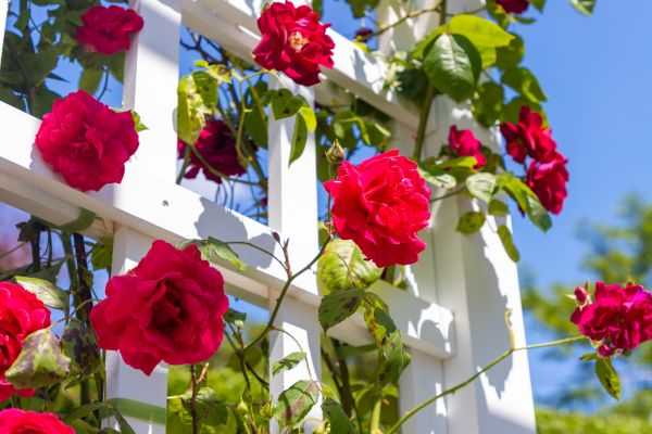 Home Gardening Service in Parker
