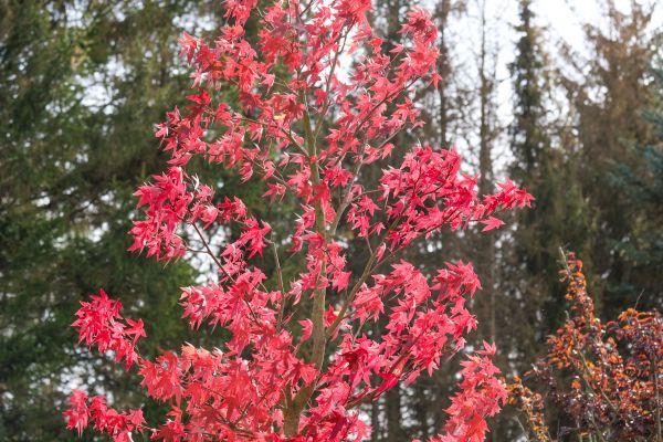Japanese Maple Planting in Parker