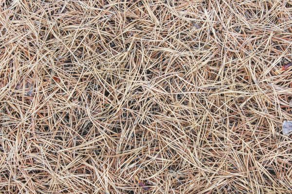Pine Straw Installation in Parker