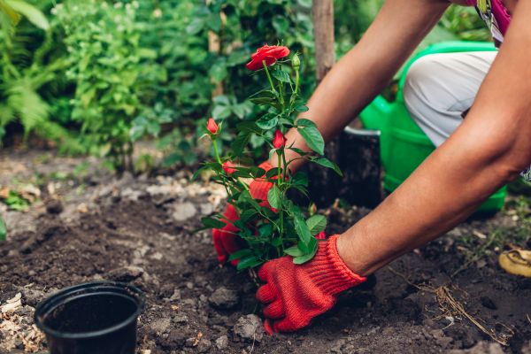 Planting Service in Parker