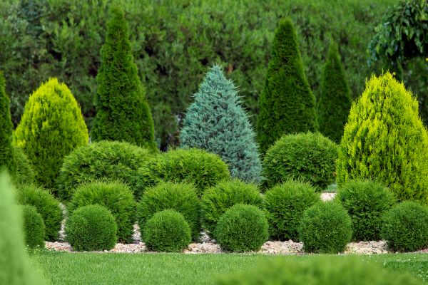 Shrub Installation in Parker