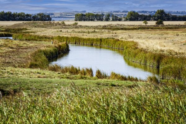 Swale Landscaping in Parker