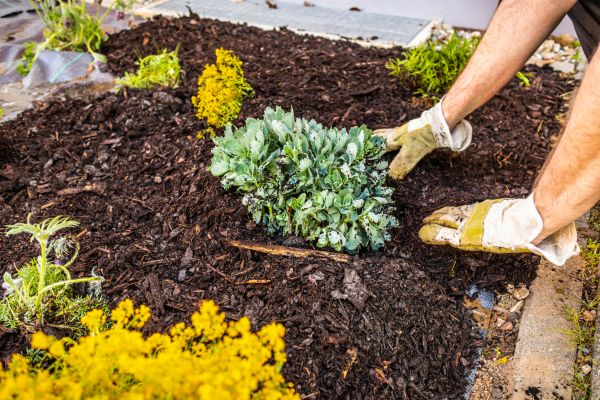 Weeding And Mulching in Parker