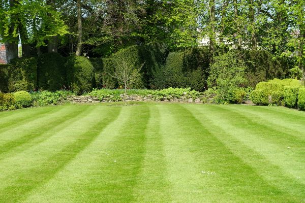 Lawn Renovation in Parker