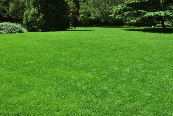 Lawn Landscaping in Parker
