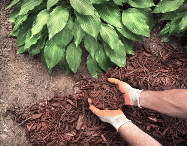 Shredded Mulch Service in Parker
