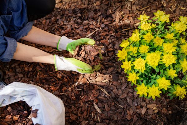 Pine Bark Mulch Installation in Parker