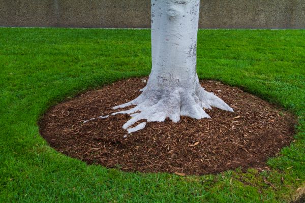 Brown Mulch Installation in Parker