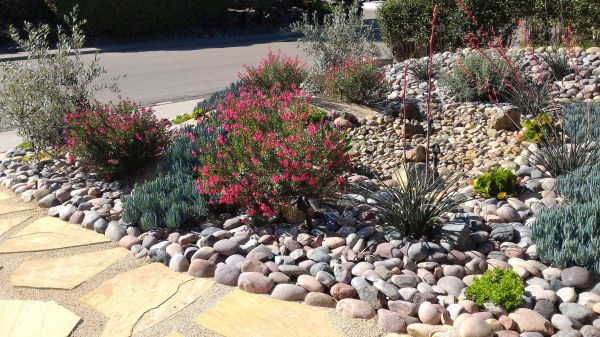 Xeriscape Landscaping in Parker