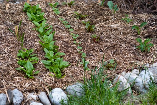 Mulch Service in Parker