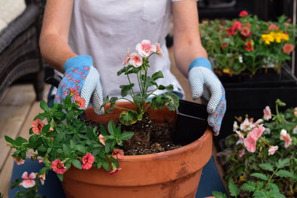 Plant Care Service in Parker