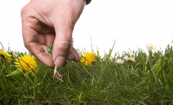 Lawn Weeding in Parker