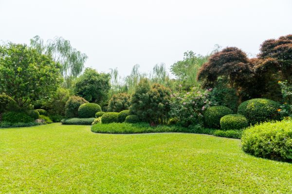 Tree Landscaping in Parker