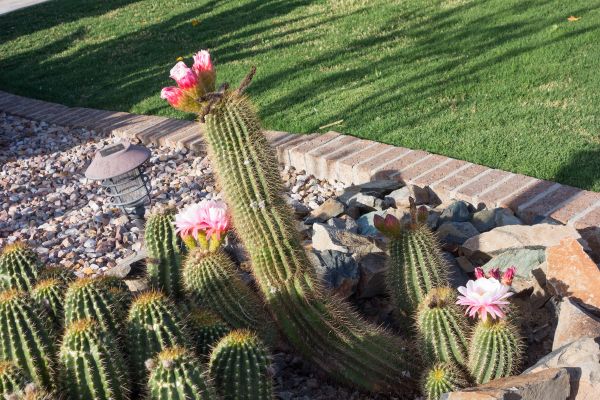 Desert Landscaping in Parker