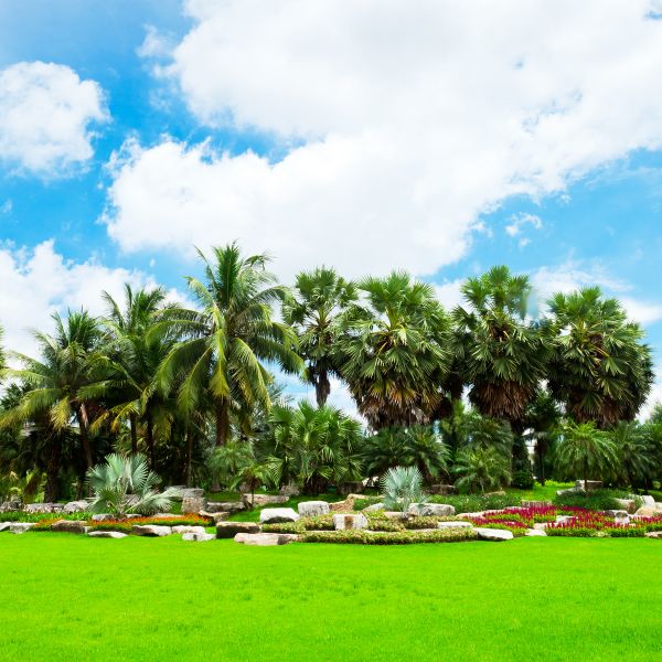 Tropical Landscaping in Parker