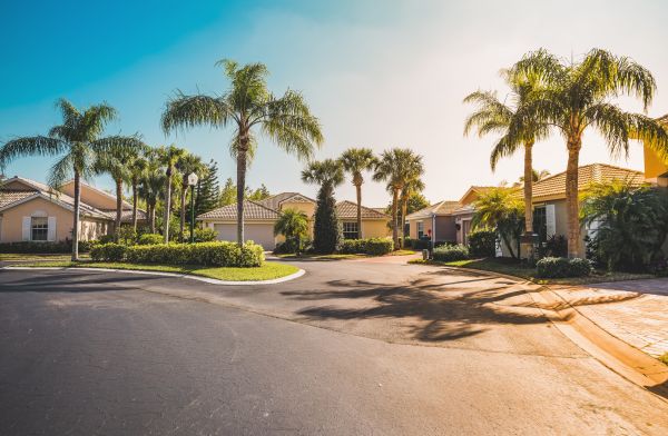 Palm Tree Landscaping in Parker