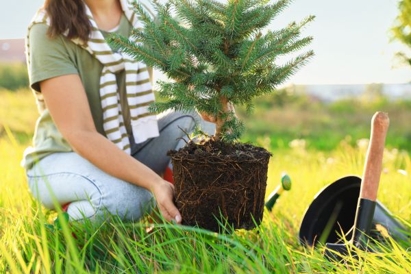 Spruce Tree Planting in Parker