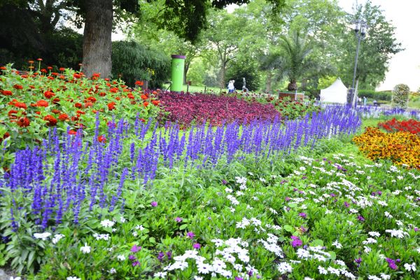 Perennials Planting in Parker