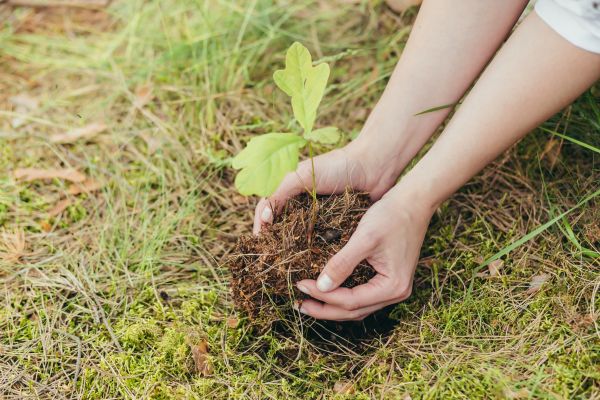Oak Tree Planting in Parker