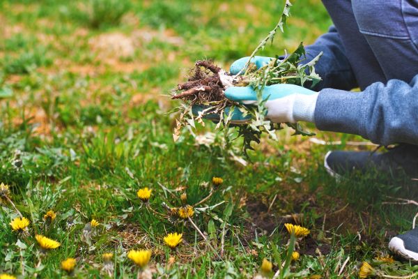 Flower Bed Clearing in Parker
