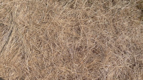 Pine Straw Replacement in Parker