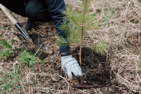 Pine Tree Planting in Parker