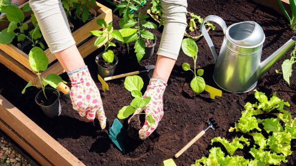 Garden Bed Installation in Parker