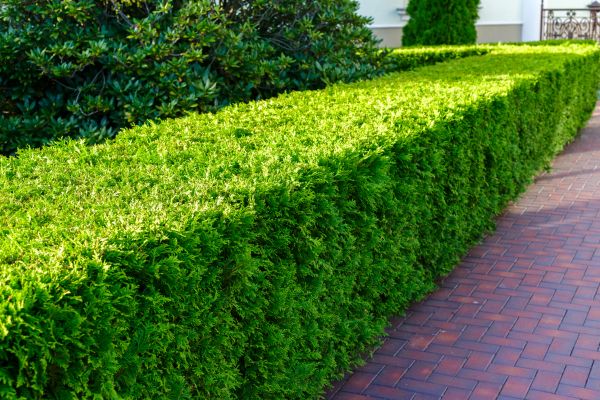 Hedge Installation in Parker