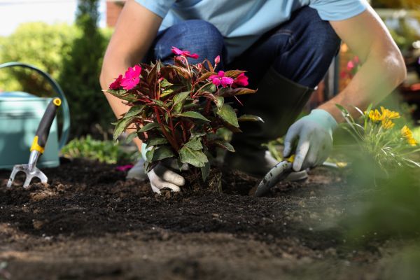 Plant Replacement in Parker
