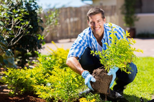 Shrub Landscaping in Parker