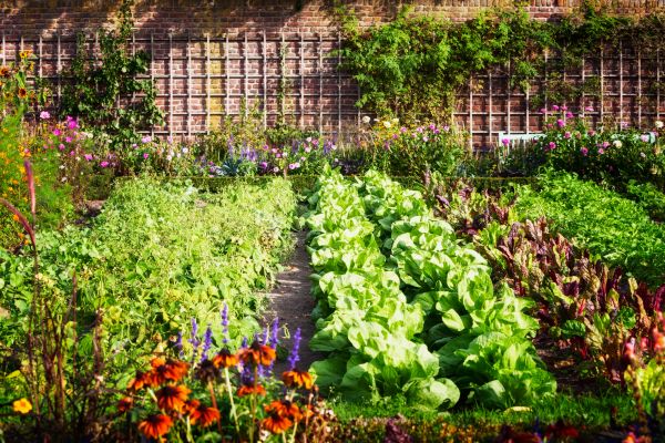 Garden Planting Service in Parker
