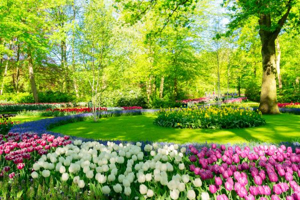 Flower Landscaping in Parker