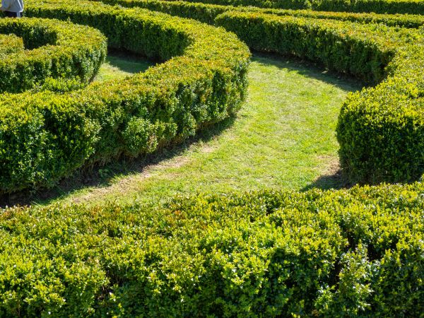 Bush Landscaping in Parker