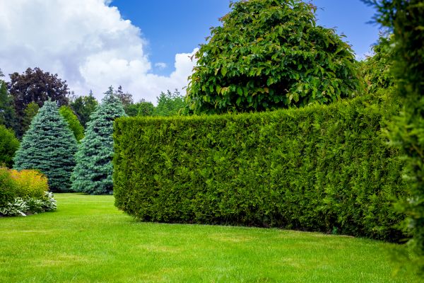 Hedge Landscaping in Parker