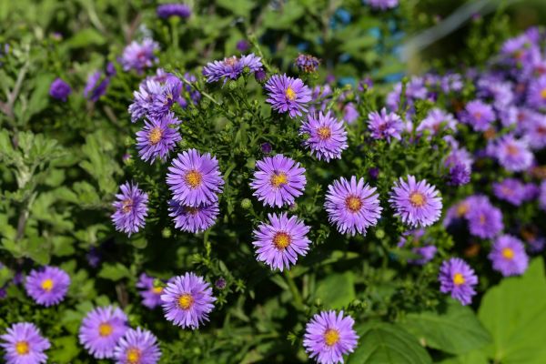 Perennial Flower Planting in Parker