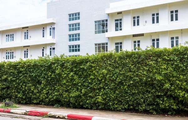 Privacy Landscaping in Parker