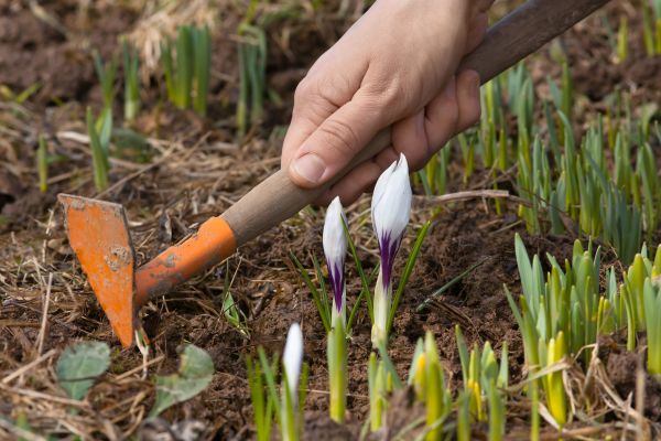 Flower Garden Weeding in Parker