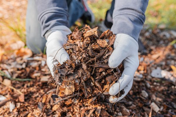 Shredded Mulch Installation in Parker