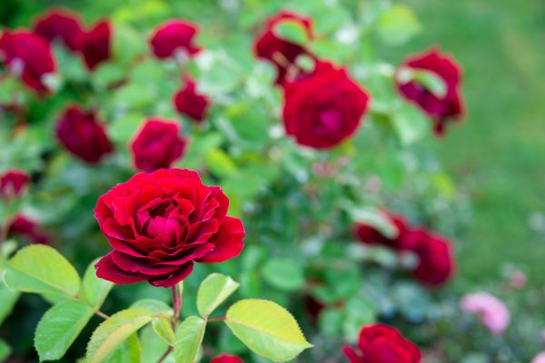 Rose Planting in Parker