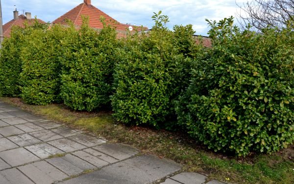 Privacy Shrub Installation in Parker
