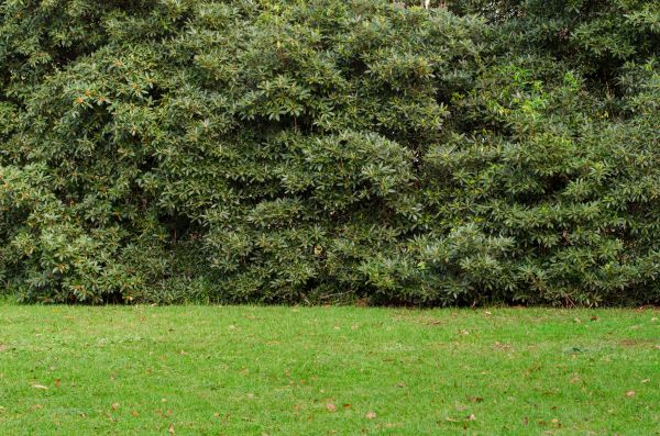 Privacy Hedge Planting in Parker