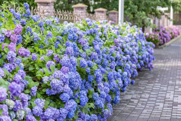 Hydrangea Landscaping in Parker