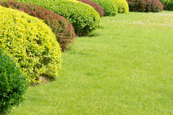 Shrubbery Planting in Parker