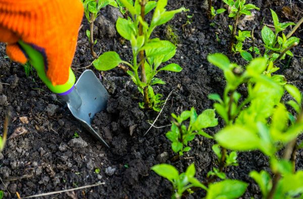 Hydrangea Planting in Parker