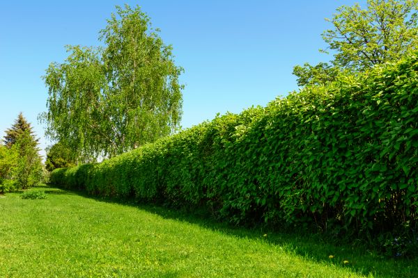 Hedge Replacement in Parker