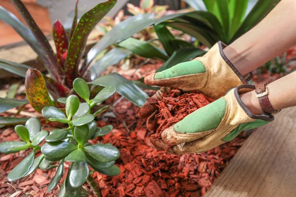 Cedar Mulch Installation in Parker