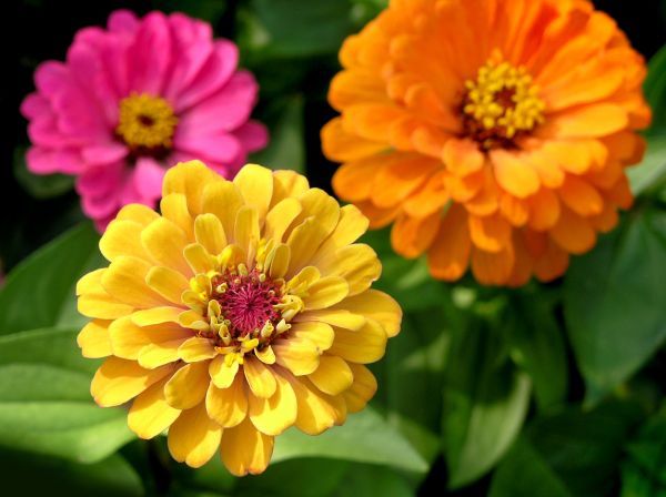 Zinnia Planting in Parker